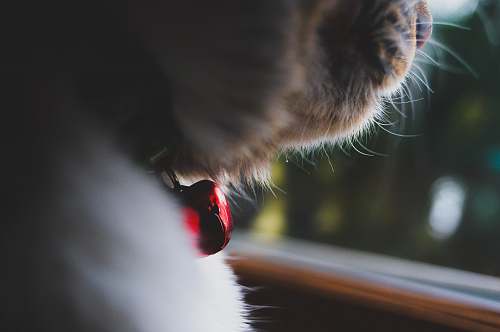 cat selective focus photograph of red cat's collar hasbrouck heights